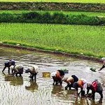 اول اردیبهشت‌ ماه پایان شخم اول شالیزارهای گیلان