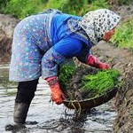 ۹۴ درصد از شالیزارهای گیلان نشاء شد