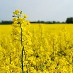 پیش‌بینی برداشت ۴۲ هزار تن دانه روغنی کلزا از مزارع گلستان
