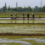 ۷۵۰۰ تن شلتوک و برنج از مزارع شهرستان پارس‌آباد برداشت می‌شود