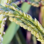 کاشت برنج در «چم پاریاب» ملکشاهی پس از ۵۰ سال