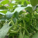 افزایش هفت درصدی سطح زیر کشت لوبیا در مزارع چهارمحال و بختیاری
