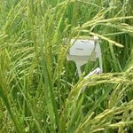 مبارزه با آفت ساقه خوار برنج در بابلسر