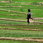 انجام پنجه‌زنی در ۶۴ درصد از شالیزارهای گیلان