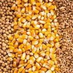 صادرات جو، ذرت، کنجاله سویا و روغن خام تصفیه نشده بلامانع است