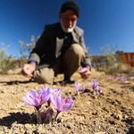 فروش پیاز آلوده و کهنه به جای پیاز مرغوب زعفران