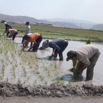 کشت ۴۰۰۰ هکتار نشاء برنج در لرستان