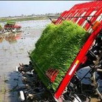 برداشت برنج در ۲ استان کشور به طور کامل مکانیزه می‌شود