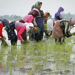 ممنوعیت واردات برنج تا پایان آذرماه