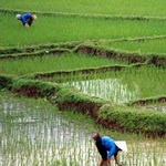 ضرورت افزایش ۲۵ درصدی تولید برنج تا ۲۰۳۵
