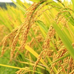 ایران تولیدکننده ۶۱ درصد برنج آسیای مرکزی و غربی است