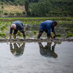 سیروان قطب تولید برنج در استان ایلام