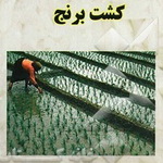 معرفی کتاب: کشت برنج
