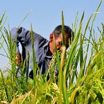 ممنوعیت کشت برنج در حوزه هندیجان و جراحی