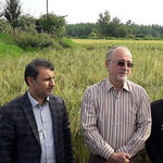 تثبیت قیمت برنج موجب کشت در اراضی راکد شده است