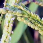 کاشت برنج در جنوب سیستان و بلوچستان بررسی شود
