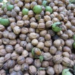 ایران رتبه دوم تولید گردو در آسیا