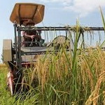 رنج تولید برنج در لنگرود کاهش یافت