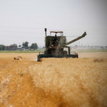 سطح زیر کشت گندم استان اصفهان نصف شد