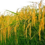 افزایش 8 درصدی تولید برنج در مازندران