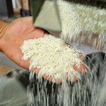 نرخ تبدیل شلتوک به برنج سفید در ‌گیلان ‌به ازای هر کیلو شلتوک