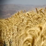 واردات گندم دوروم ممنوع شد