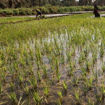 برداشت برنج از ۶۵۰ هکتار از شالیزارهای طارم آغاز شد