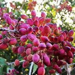 رشد 30 درصدی برداشت پسته در کشور