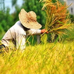 خرید گندم از مرز 8.8 میلیون تن گذشت