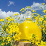 افزایش تولید کلزا برای رشد تولید روغن