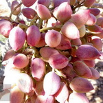 آفات تهدیدکننده پسته «درمیان»