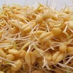 همه چیز در مورد جوانه گندم