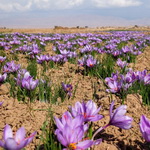 ضرورت راه‌اندازی "بانک ژن زعفران" برای ثبت هویت ایرانی آن در دنیا