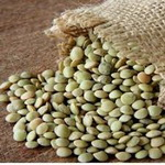 اختصاص 5000 هکتار از اراضی دیم قزوین به کشت عدس
