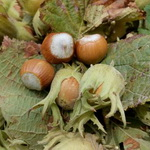 توسعه بانک ژن فندق 