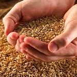 آغاز پذیره‌نویسی اوراق مرابحه گندم در فرابورس