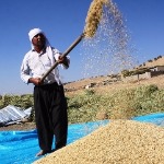 مطالبات گندمکاران تسویه شد
