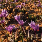 40درصد کاهش برداشت زعفران در تربت حیدریه