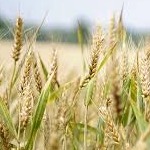 افزایش چشمگیر تولید غلات در سال ۲۰۱۸