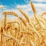 اجرای طرح قیمت تضمینی گندم در سال آینده