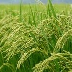 رونمایی از برنج هسته ای در مازندران