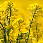 راه‌های مقابله با خسارت سرمازدگی کلزا