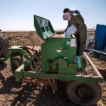 کاشت تمام مکانیزه گندم در قطب کشاورزی یزد