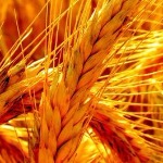 تعیین 17هزار میلیارد ریال یارانه خرید تضمینی گندم در لایحه بودجه 97