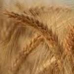 کاهش بارندگی در آمریکا، افزایش قیمت جهانی گندم