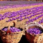 سازمان ملی گیاهان دارویی و زعفران تشکیل شود