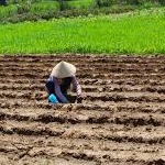 برنج مازندران کاملا سالم است