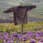 پیشنهاد تشکیل بورس جهانی زعفران در ایران