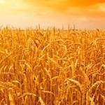 وزارت بهداشت خواستار بهبود کیفیت گندم