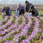 زعفران زرند کرمان قربانی نبود صنایع تبدیلی و مدیریت